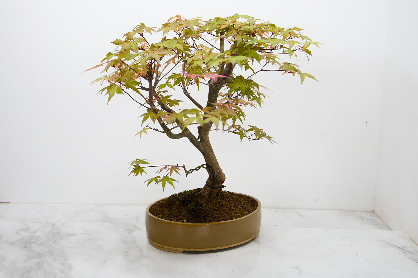 Deshojo Japanese Maple Bonsai+ Care Kit
