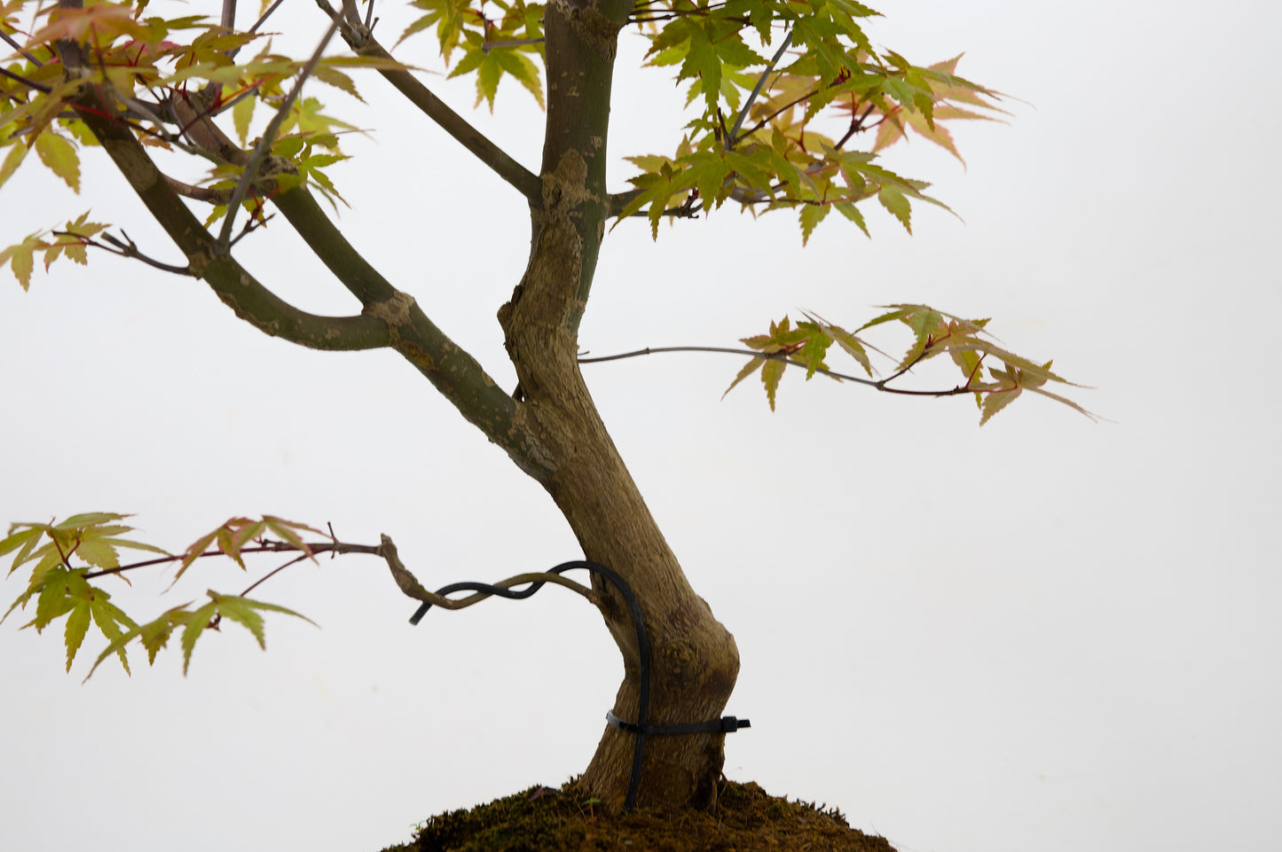 Deshojo Japanese Maple Bonsai+ Care Kit