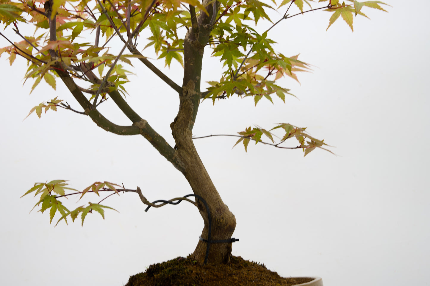 Deshojo Japanese Maple Bonsai+ Care Kit