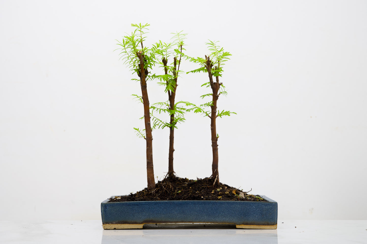 Dawn Redwood Bonsai 3 Tree Group