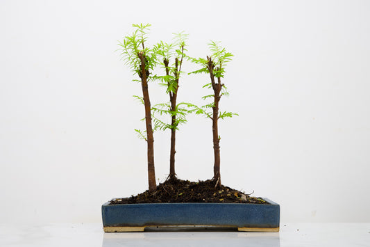Dawn Redwood Bonsai 3 Tree Group