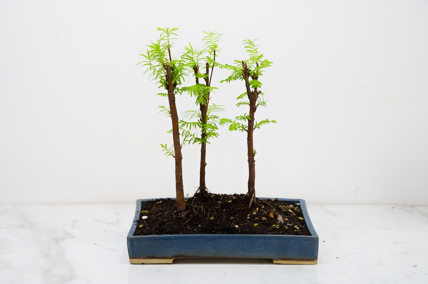 Dawn Redwood Bonsai 3 Tree Group