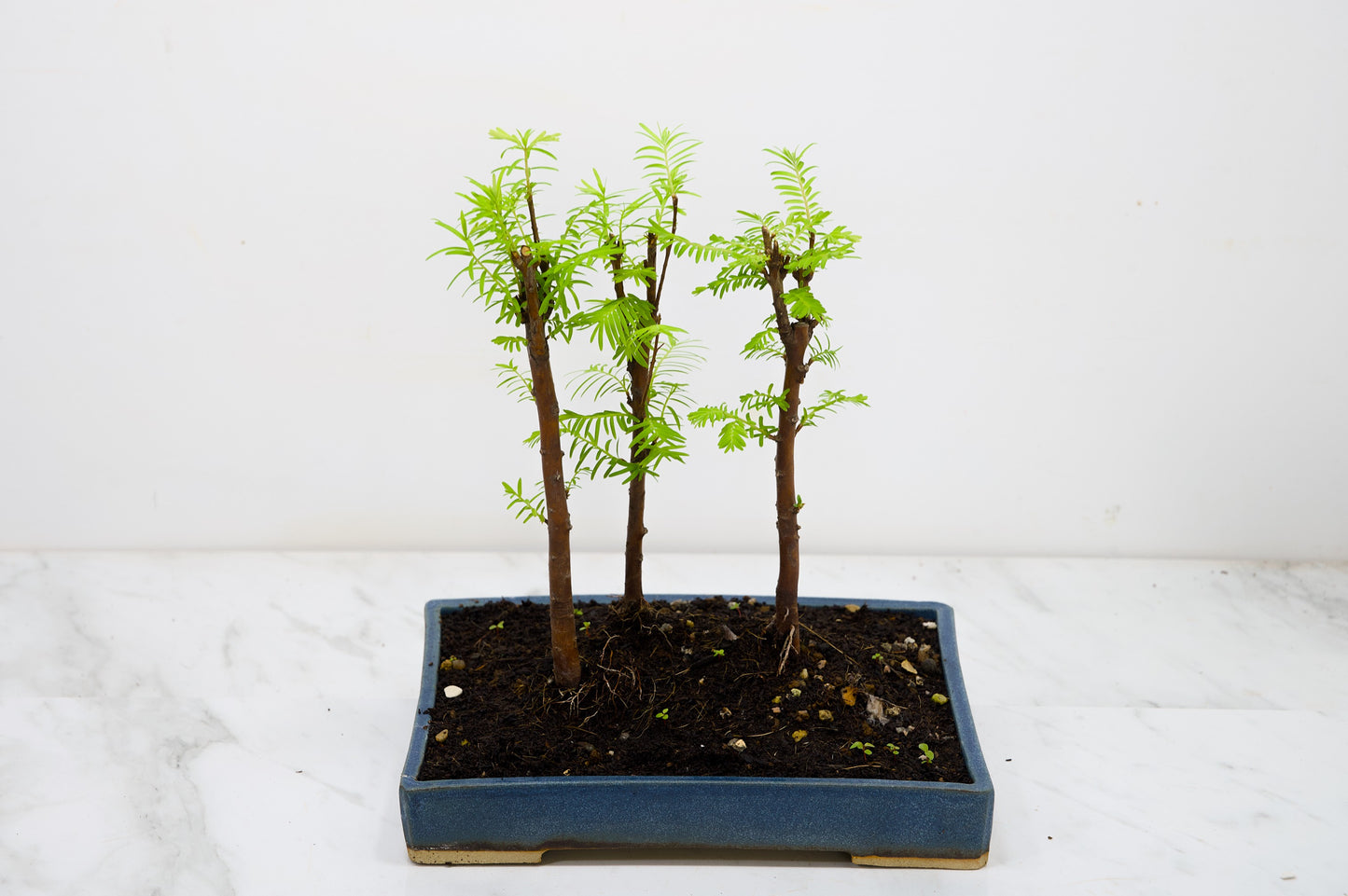 Dawn Redwood Bonsai 3 Tree Group