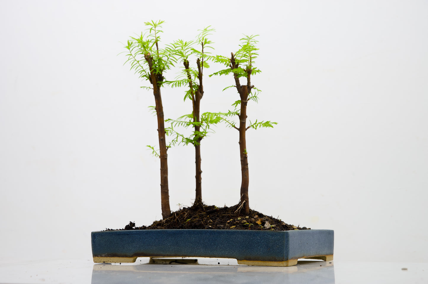 Dawn Redwood Bonsai 3 Tree Group