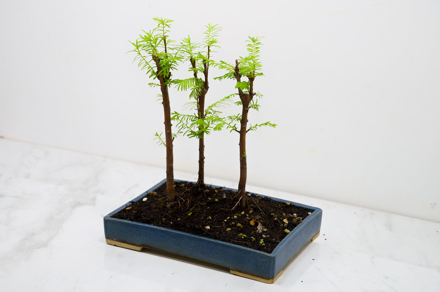 Dawn Redwood Bonsai 3 Tree Group