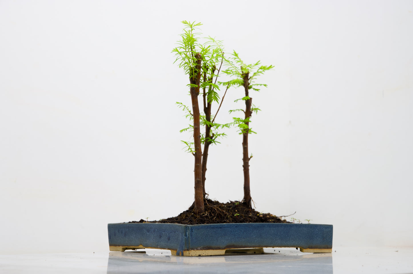 Dawn Redwood Bonsai 3 Tree Group