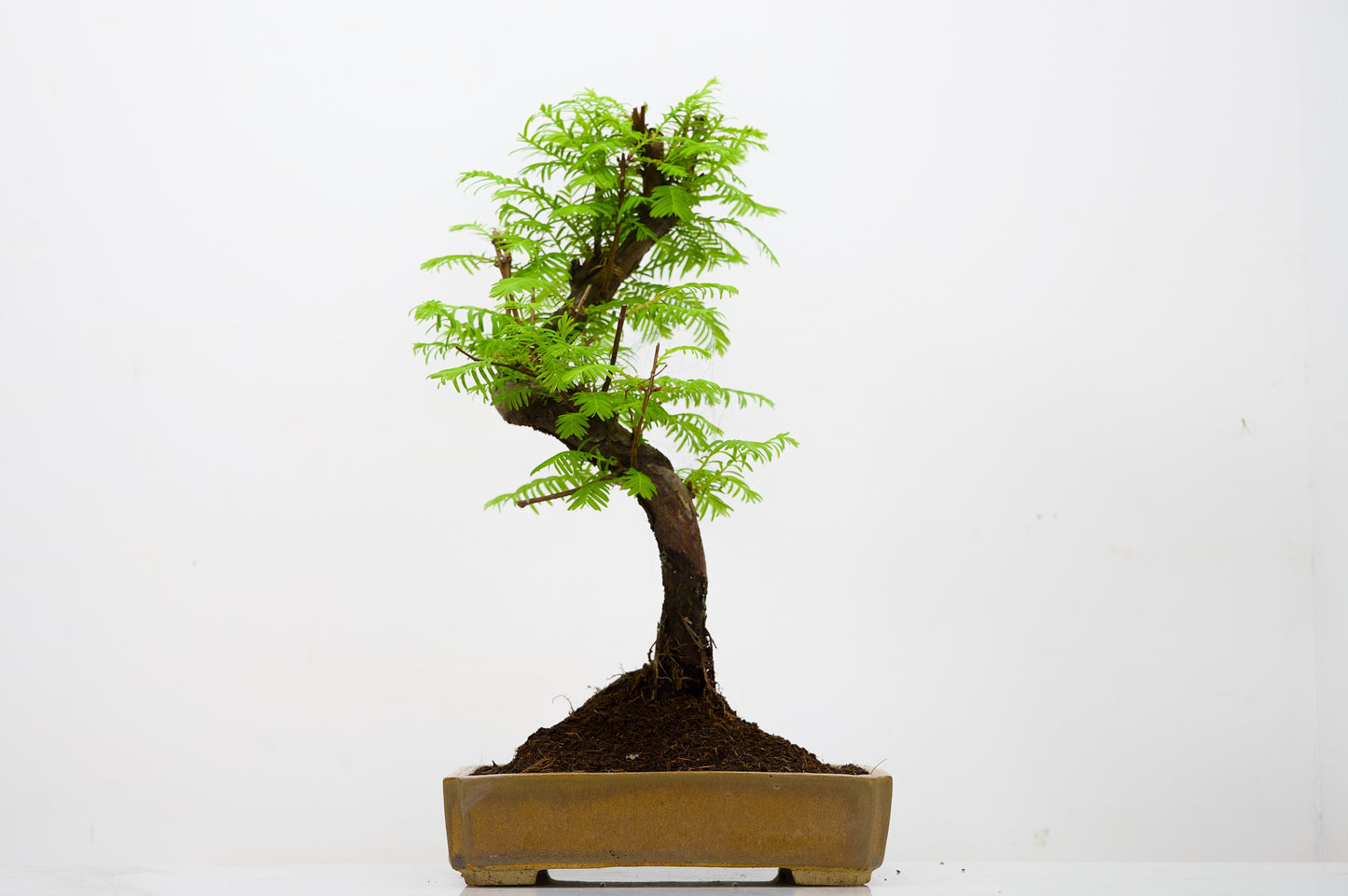 Dawn Redwood  Bonsai