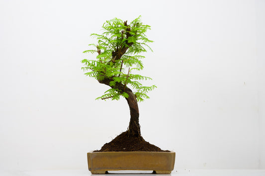 Dawn Redwood  Bonsai