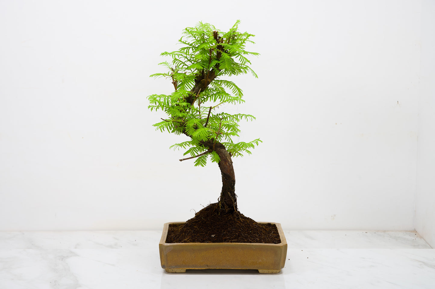 Dawn Redwood  Bonsai