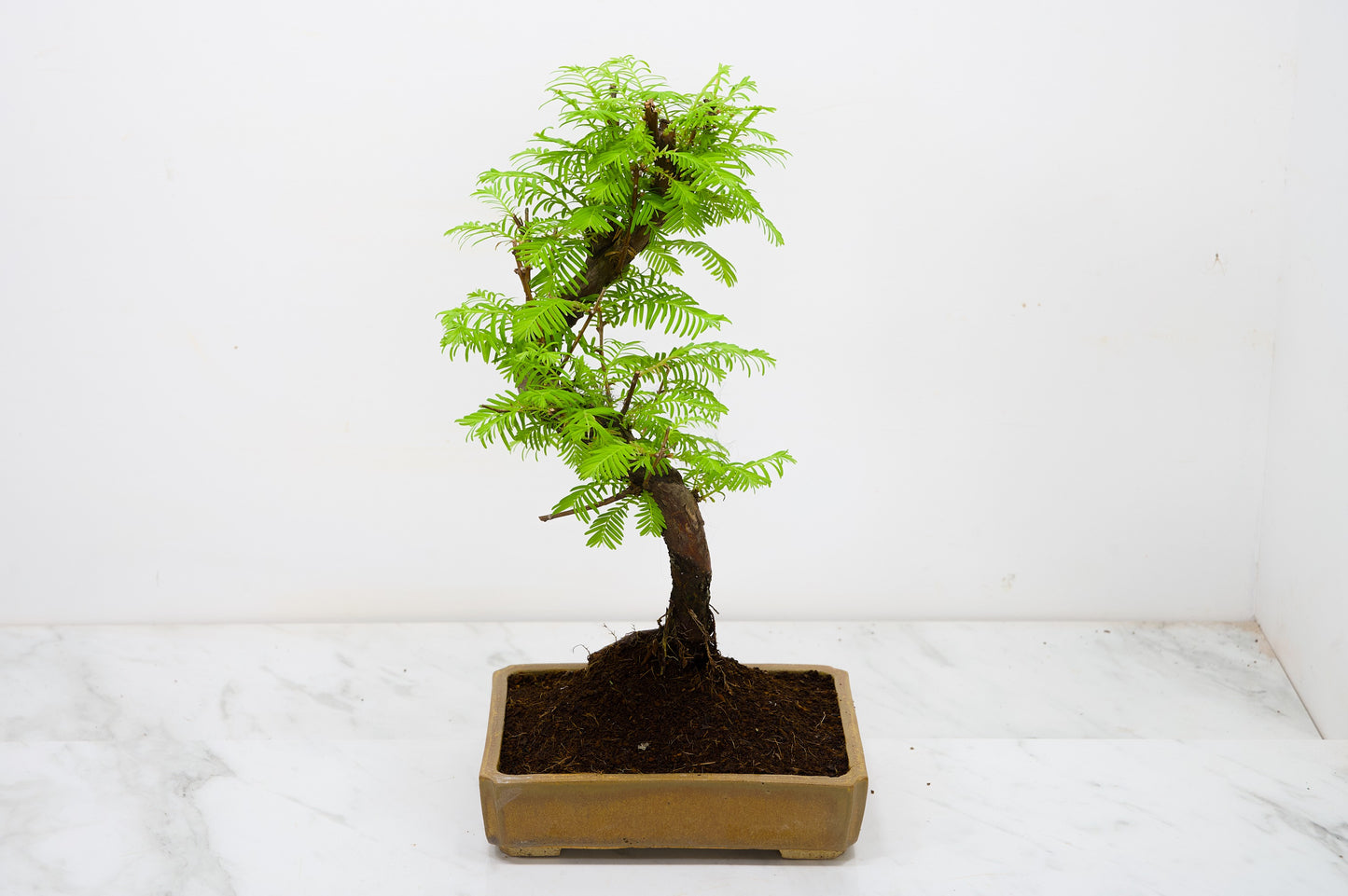 Dawn Redwood  Bonsai