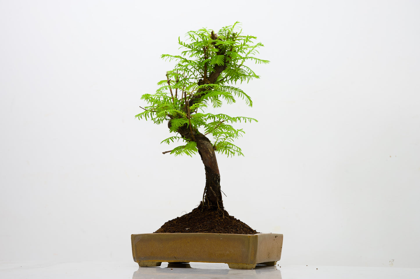 Dawn Redwood  Bonsai