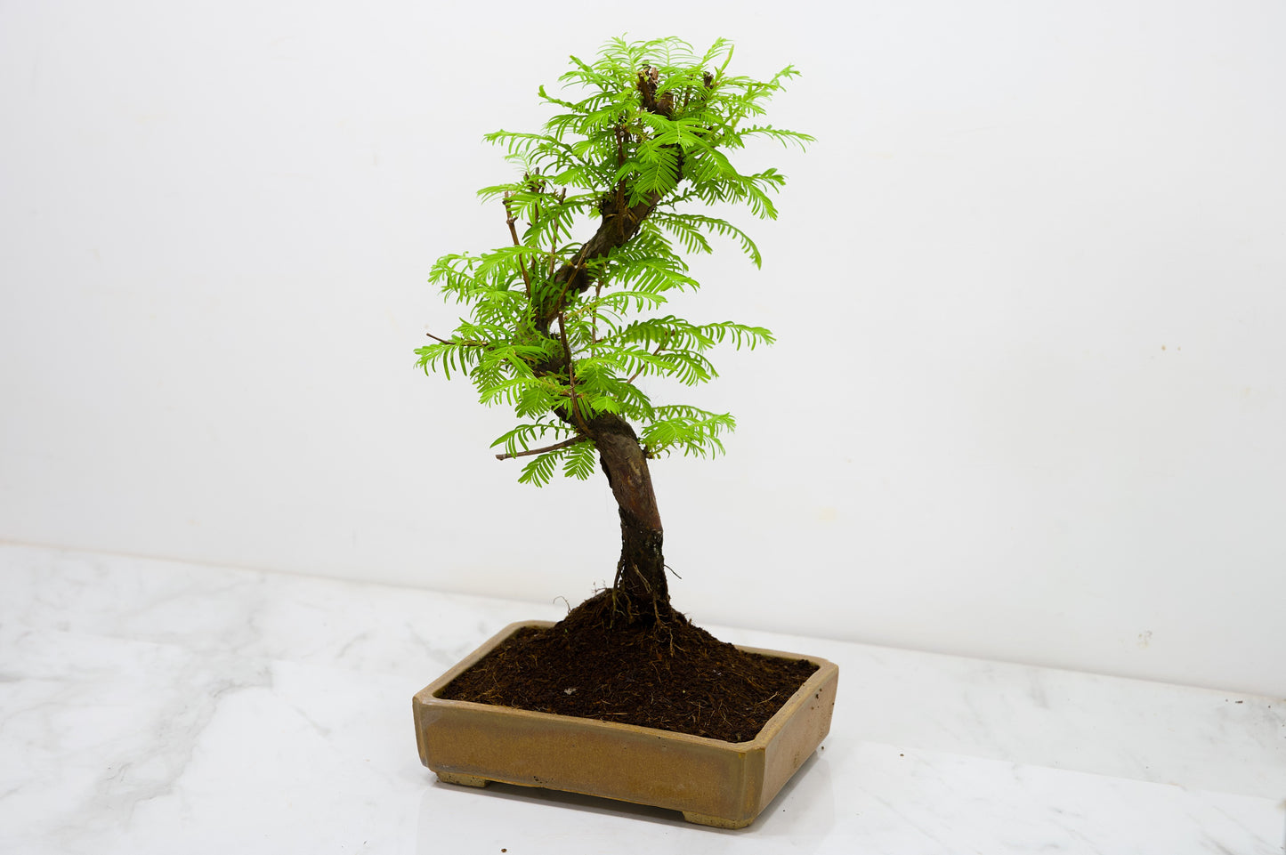 Dawn Redwood  Bonsai