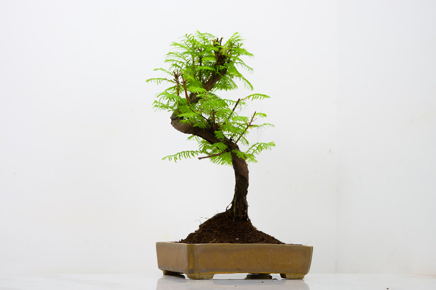 Dawn Redwood  Bonsai