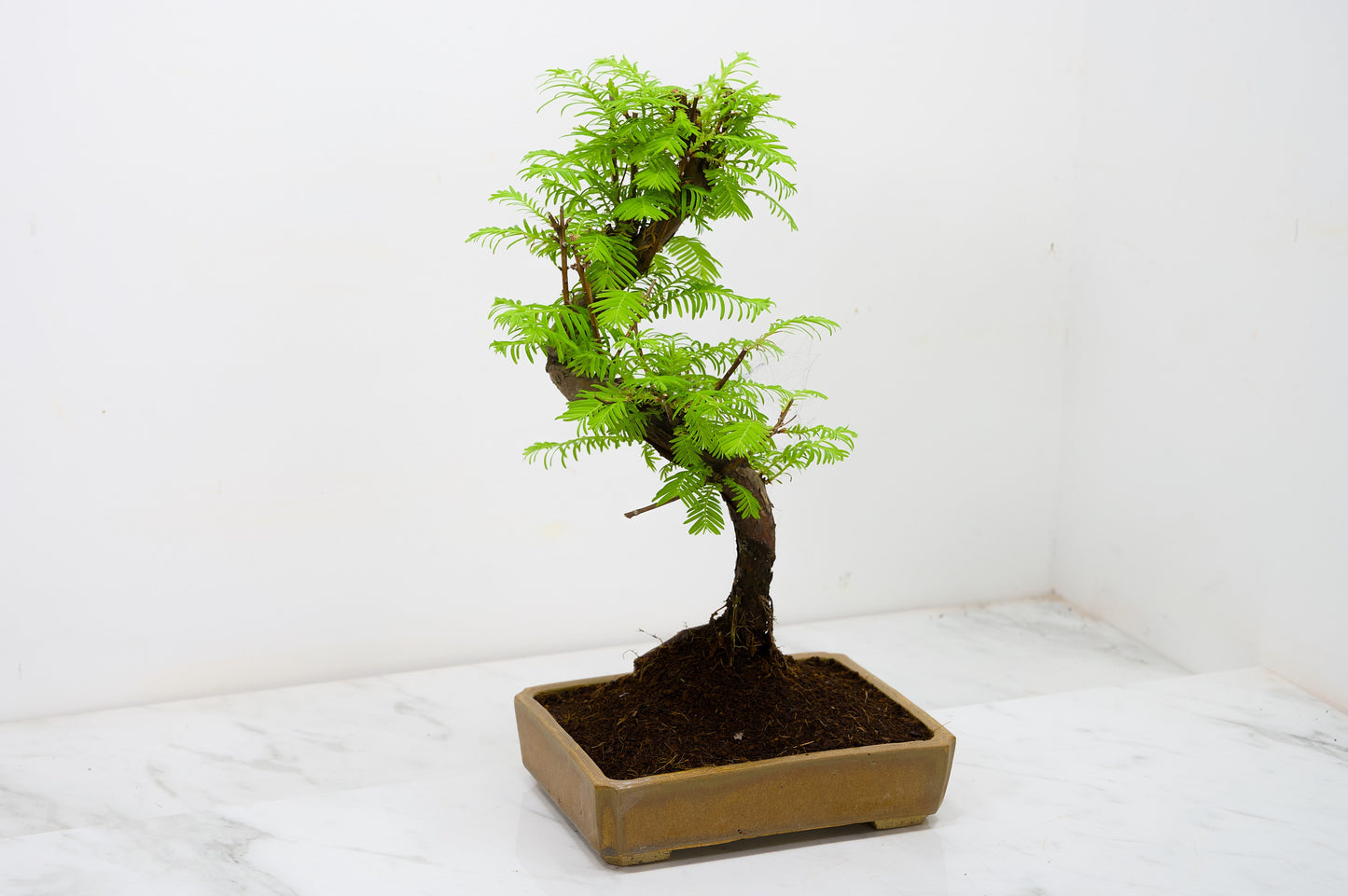 Dawn Redwood  Bonsai