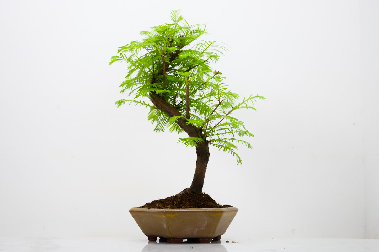 Dawn Redwood  Bonsai