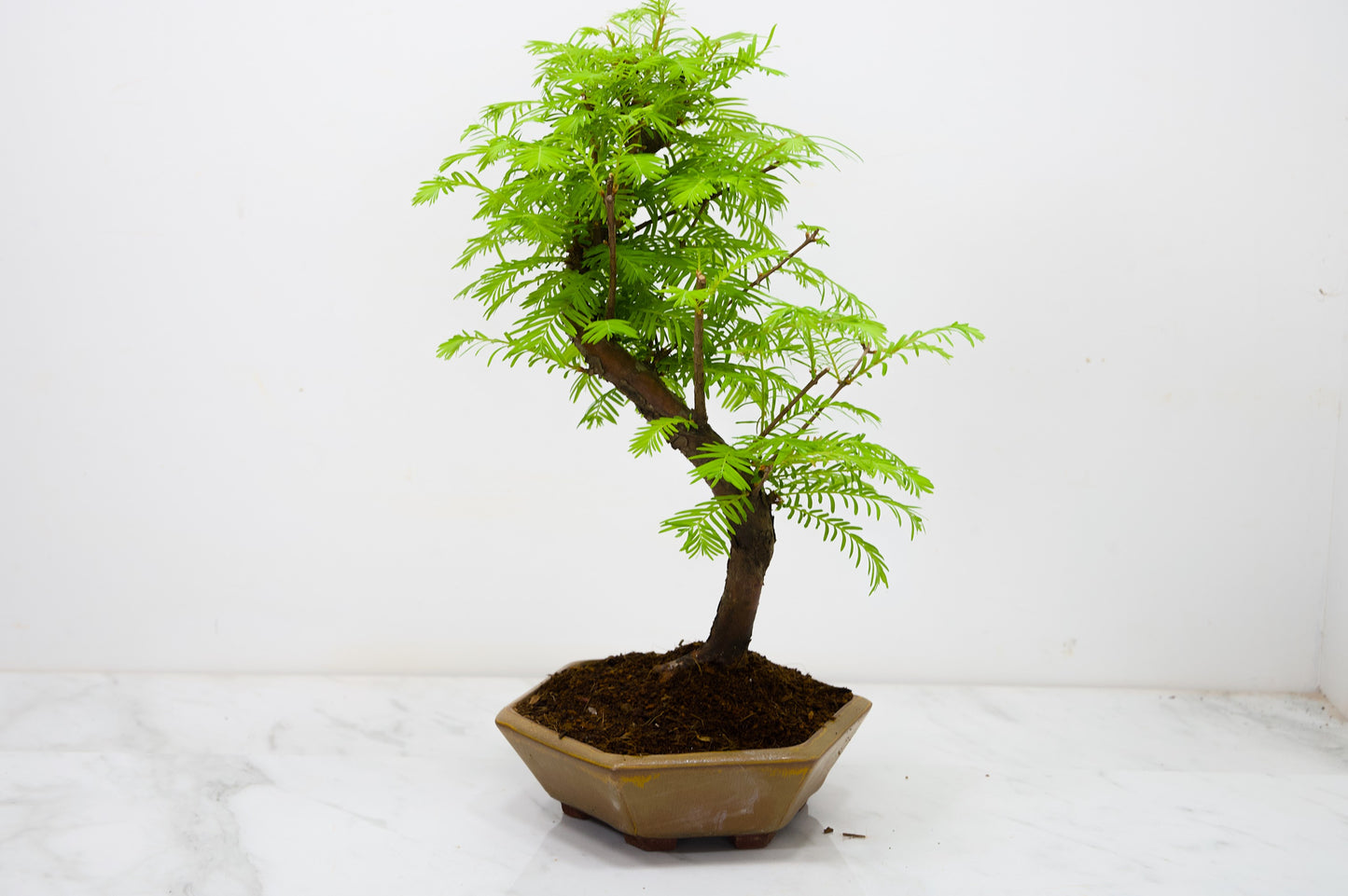 Dawn Redwood  Bonsai