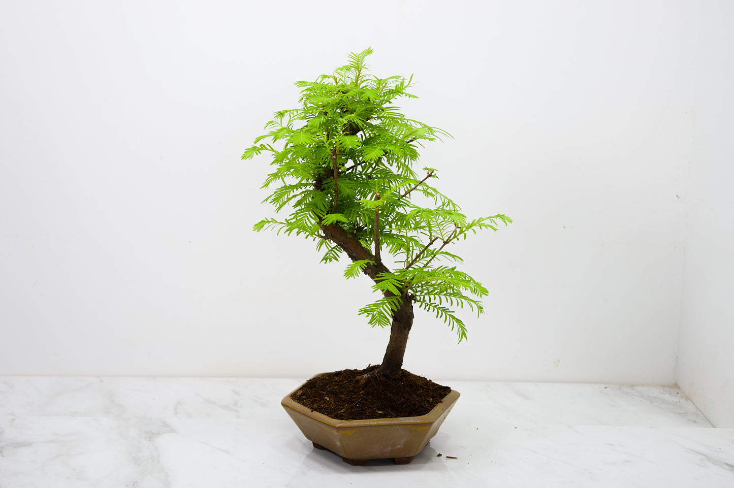 Dawn Redwood  Bonsai