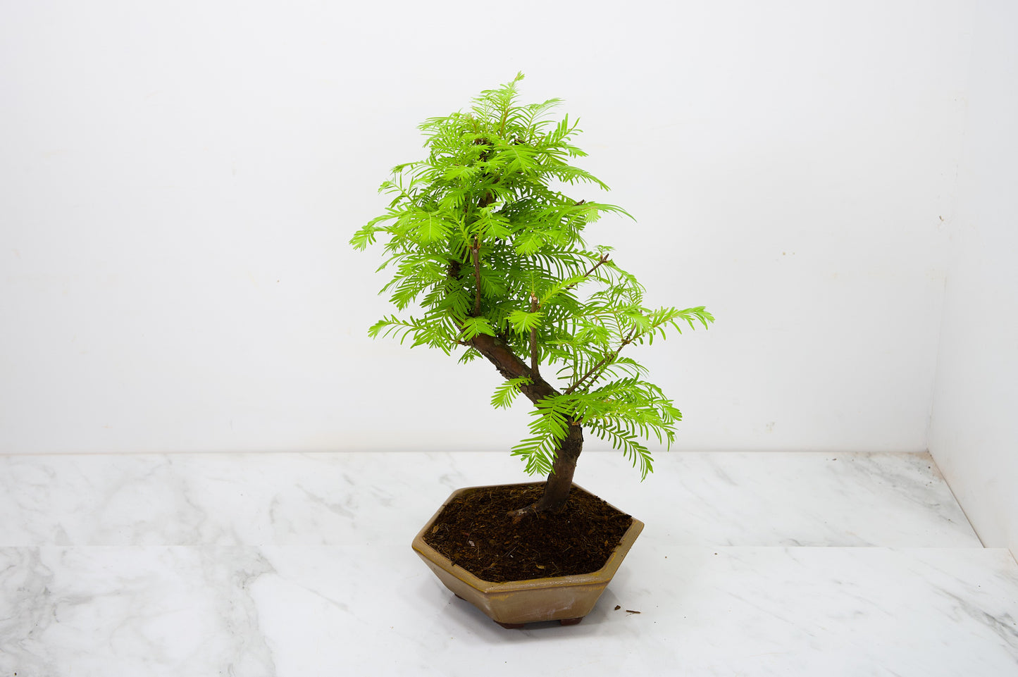 Dawn Redwood  Bonsai