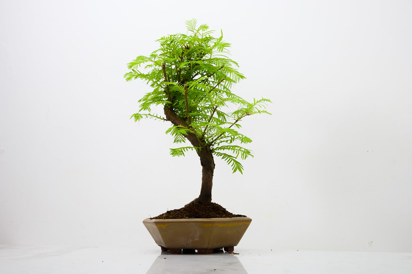Dawn Redwood  Bonsai