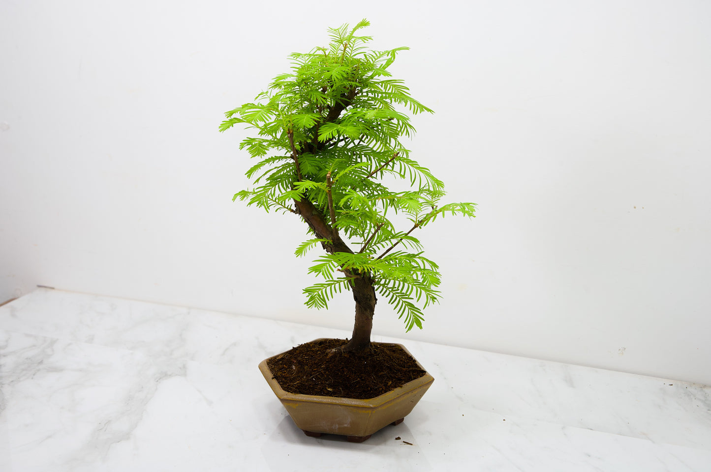 Dawn Redwood  Bonsai