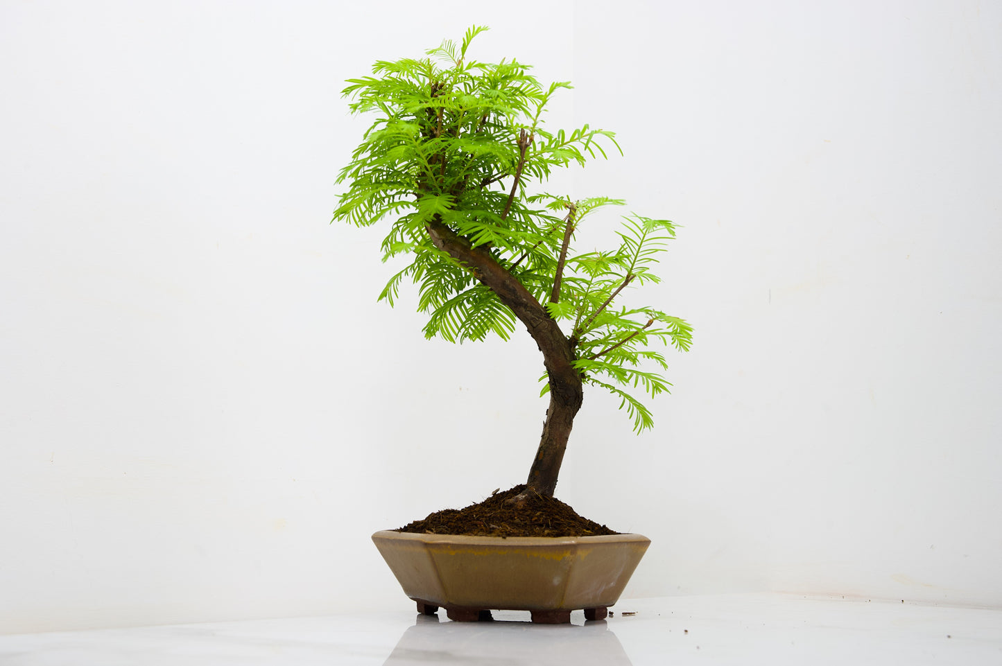 Dawn Redwood  Bonsai