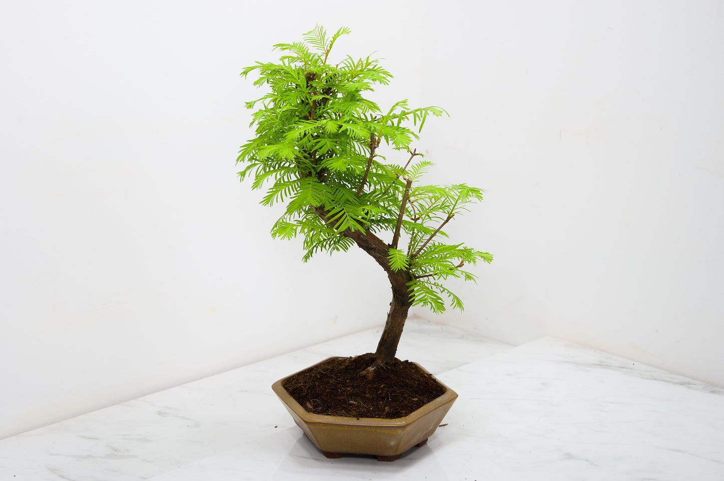 Dawn Redwood  Bonsai