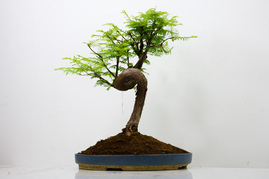 Large Dawn Redwood  Bonsai