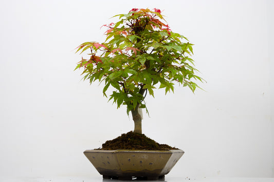 Deshojo Japanese Maple Bonsai+ Care Kit