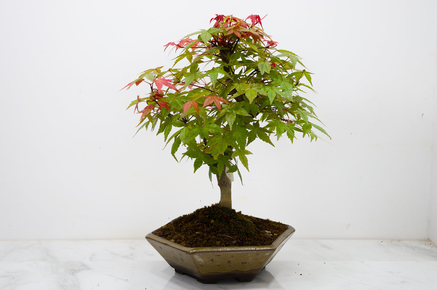 Deshojo Japanese Maple Bonsai+ Care Kit