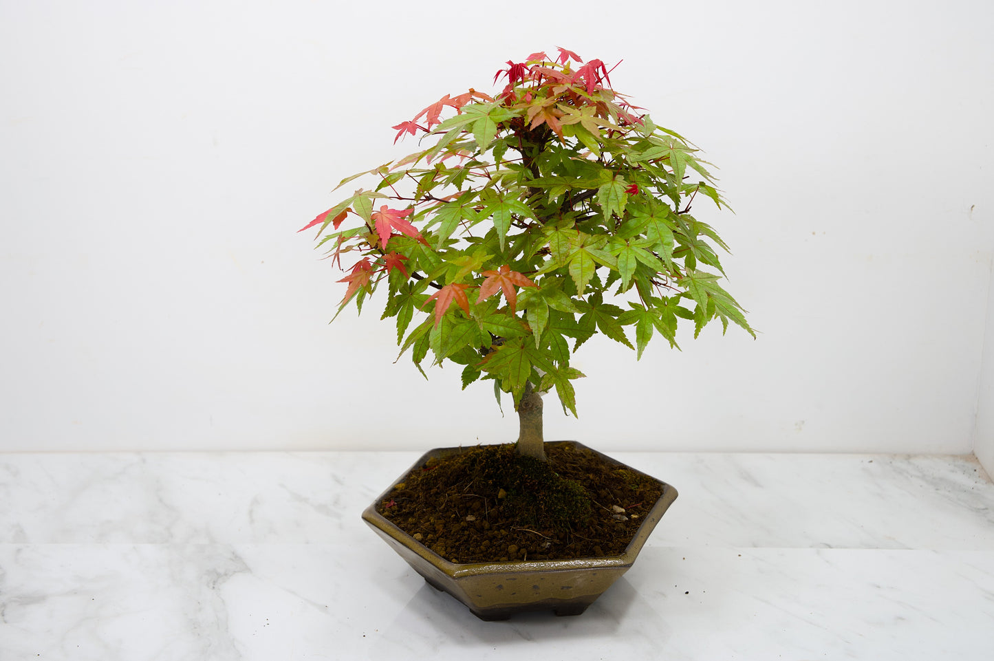 Deshojo Japanese Maple Bonsai+ Care Kit