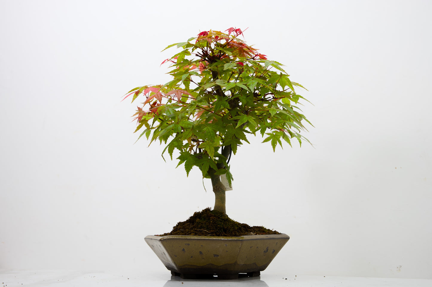 Deshojo Japanese Maple Bonsai+ Care Kit