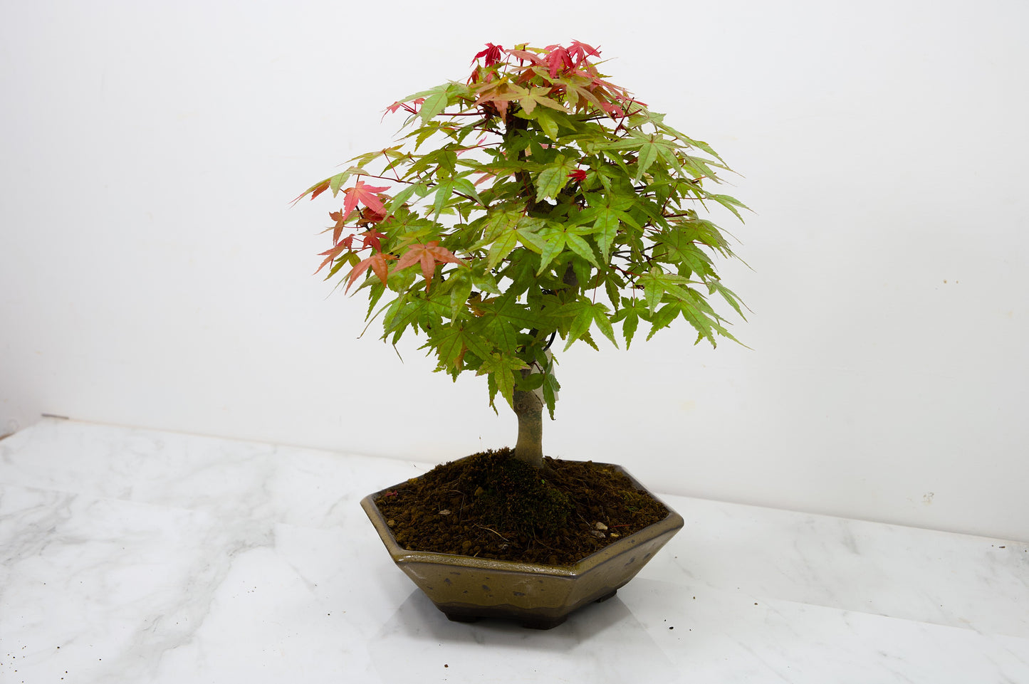 Deshojo Japanese Maple Bonsai+ Care Kit