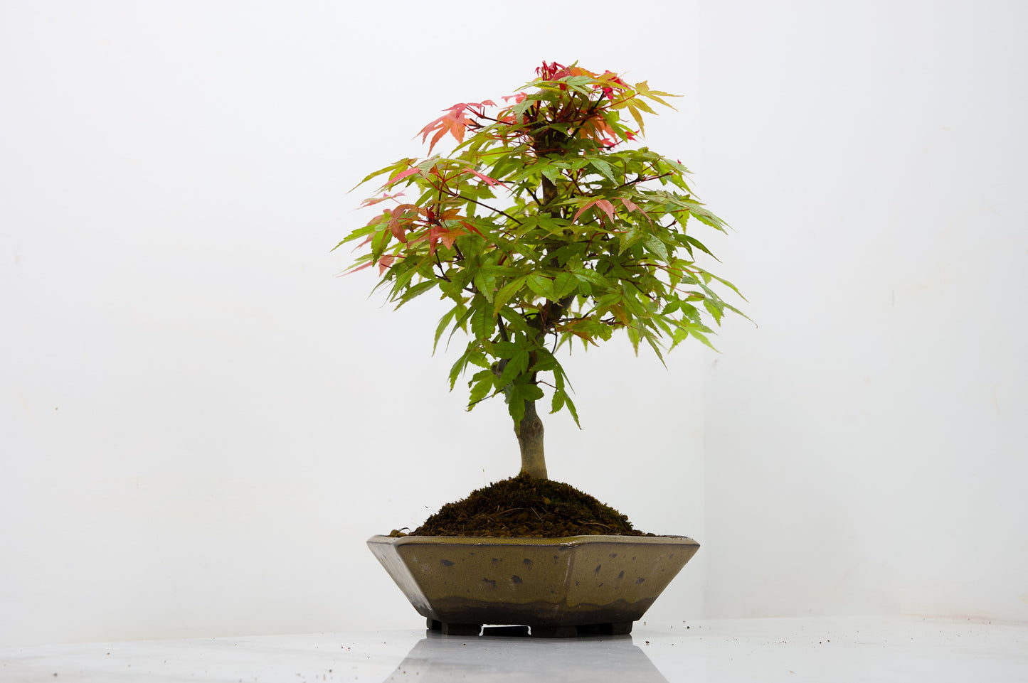 Deshojo Japanese Maple Bonsai+ Care Kit