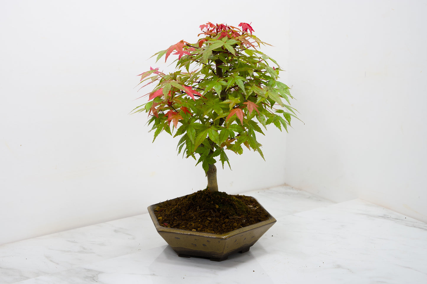 Deshojo Japanese Maple Bonsai+ Care Kit