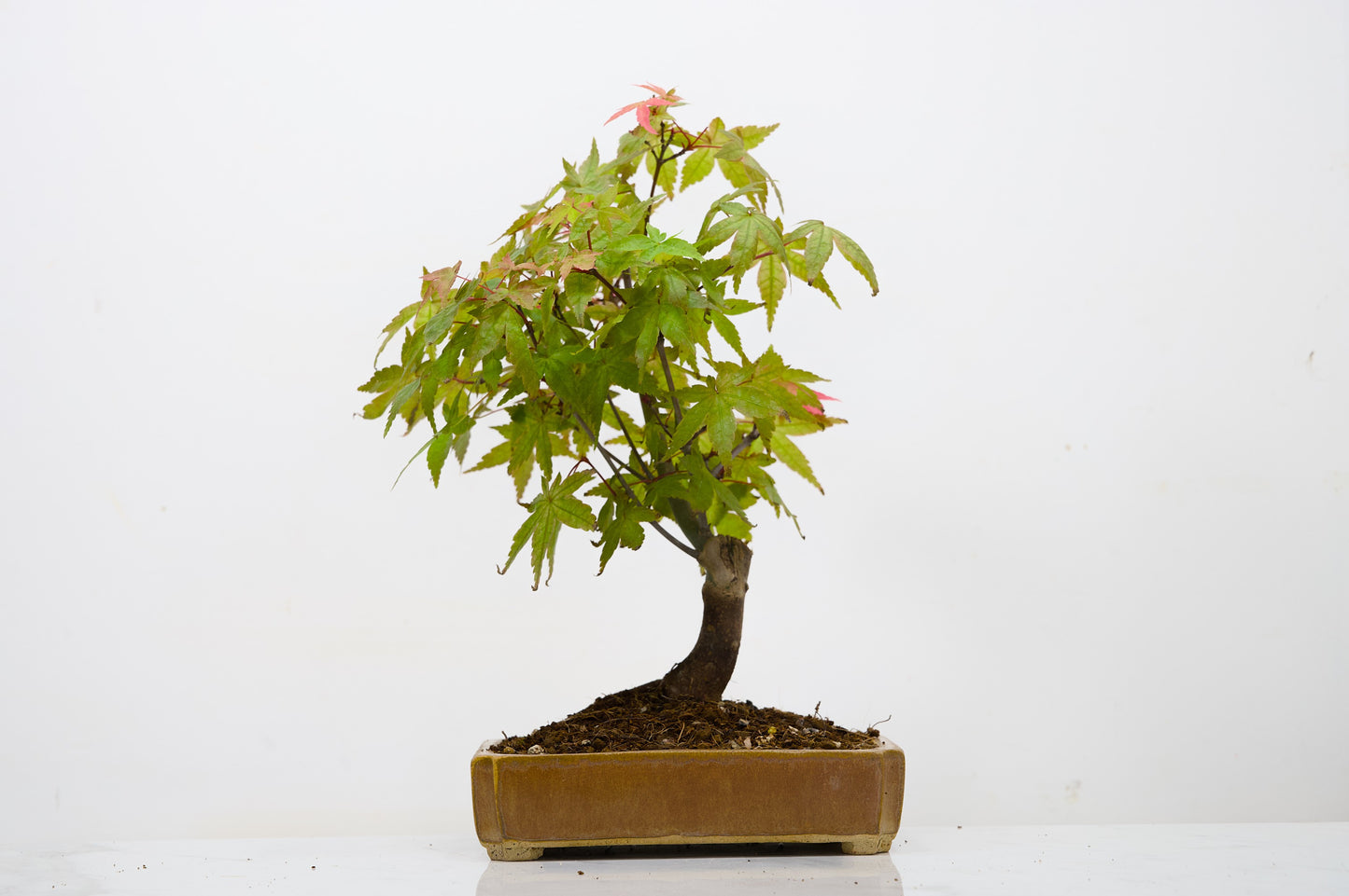 Deshojo Japanese Maple Bonsai + Care Kit
