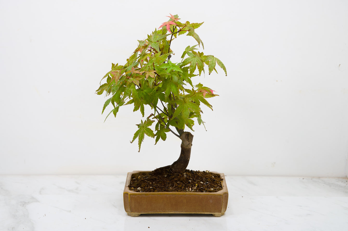 Deshojo Japanese Maple Bonsai + Care Kit