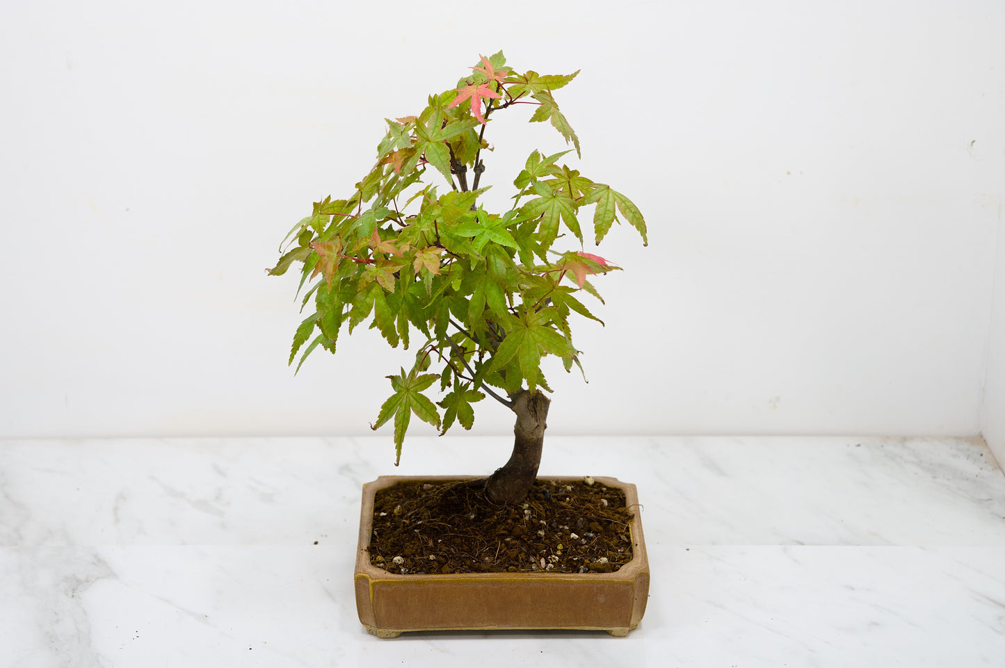 Deshojo Japanese Maple Bonsai + Care Kit