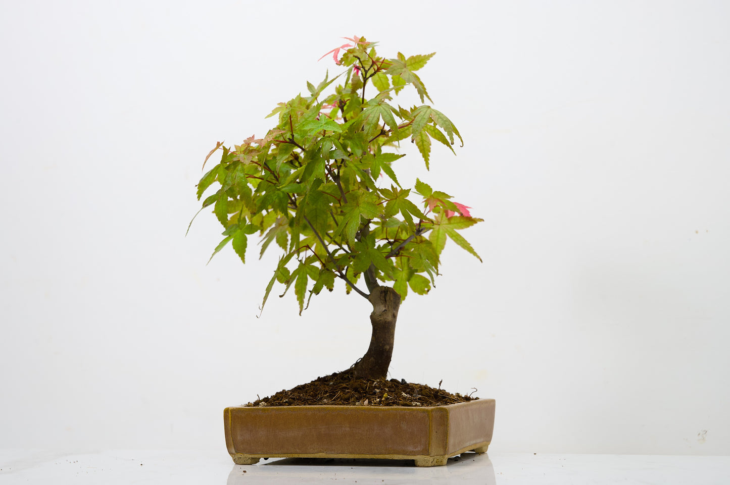 Deshojo Japanese Maple Bonsai + Care Kit