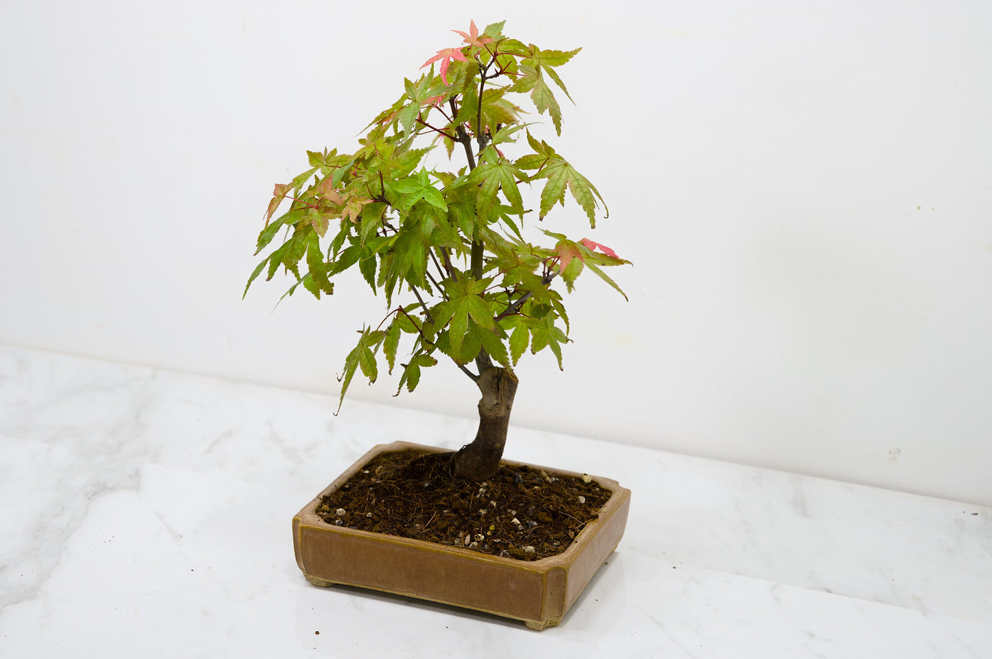 Deshojo Japanese Maple Bonsai + Care Kit