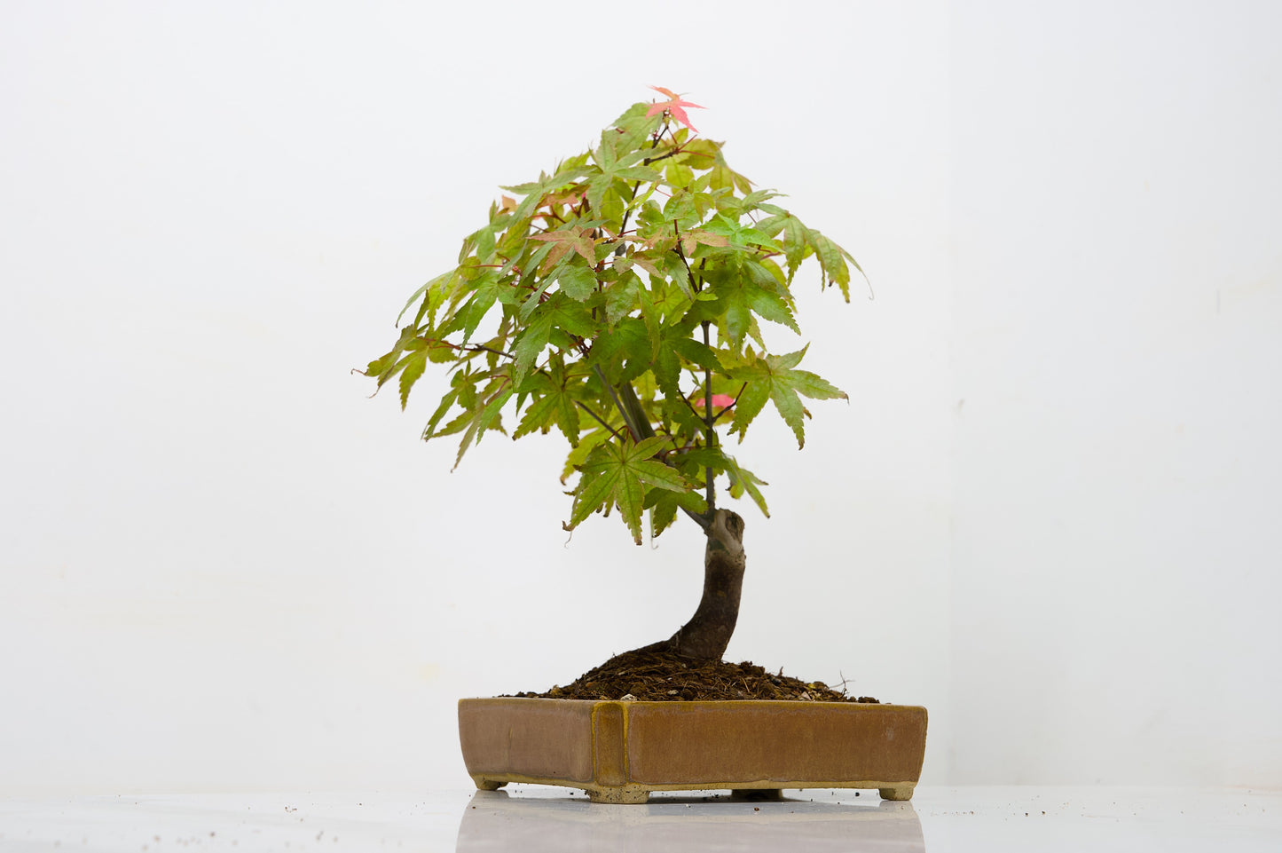 Deshojo Japanese Maple Bonsai + Care Kit