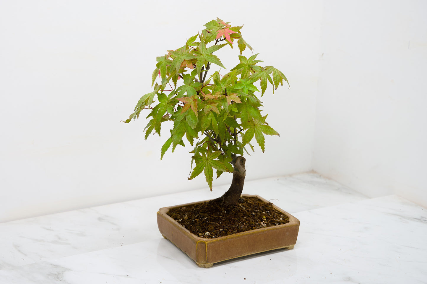 Deshojo Japanese Maple Bonsai + Care Kit