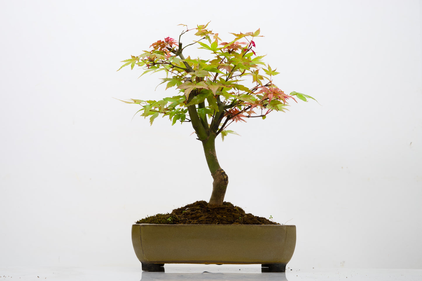 Deshojo Japanese Maple Bonsai+ Care Kit