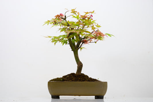 Deshojo Japanese Maple Bonsai+ Care Kit