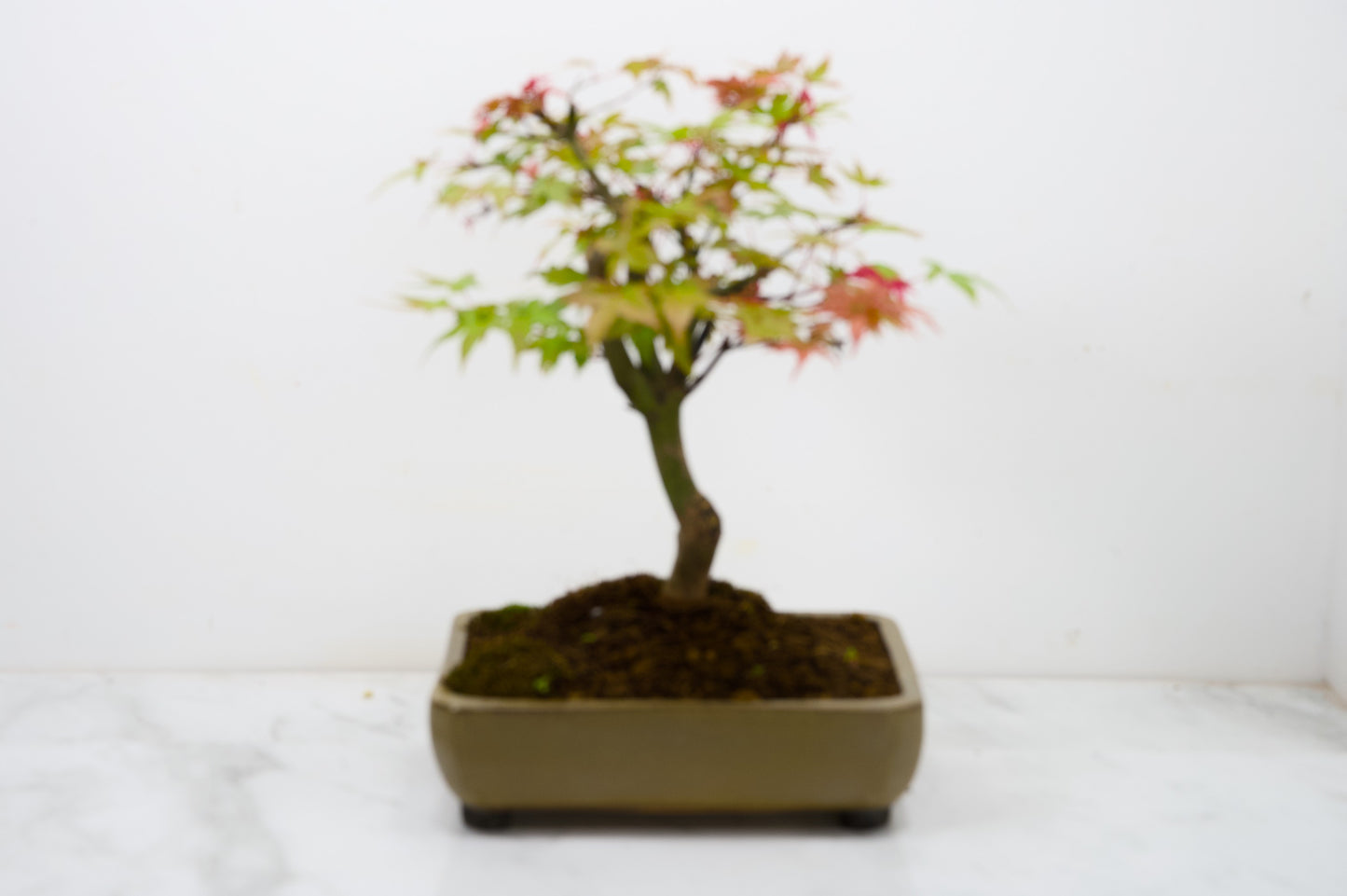 Deshojo Japanese Maple Bonsai+ Care Kit