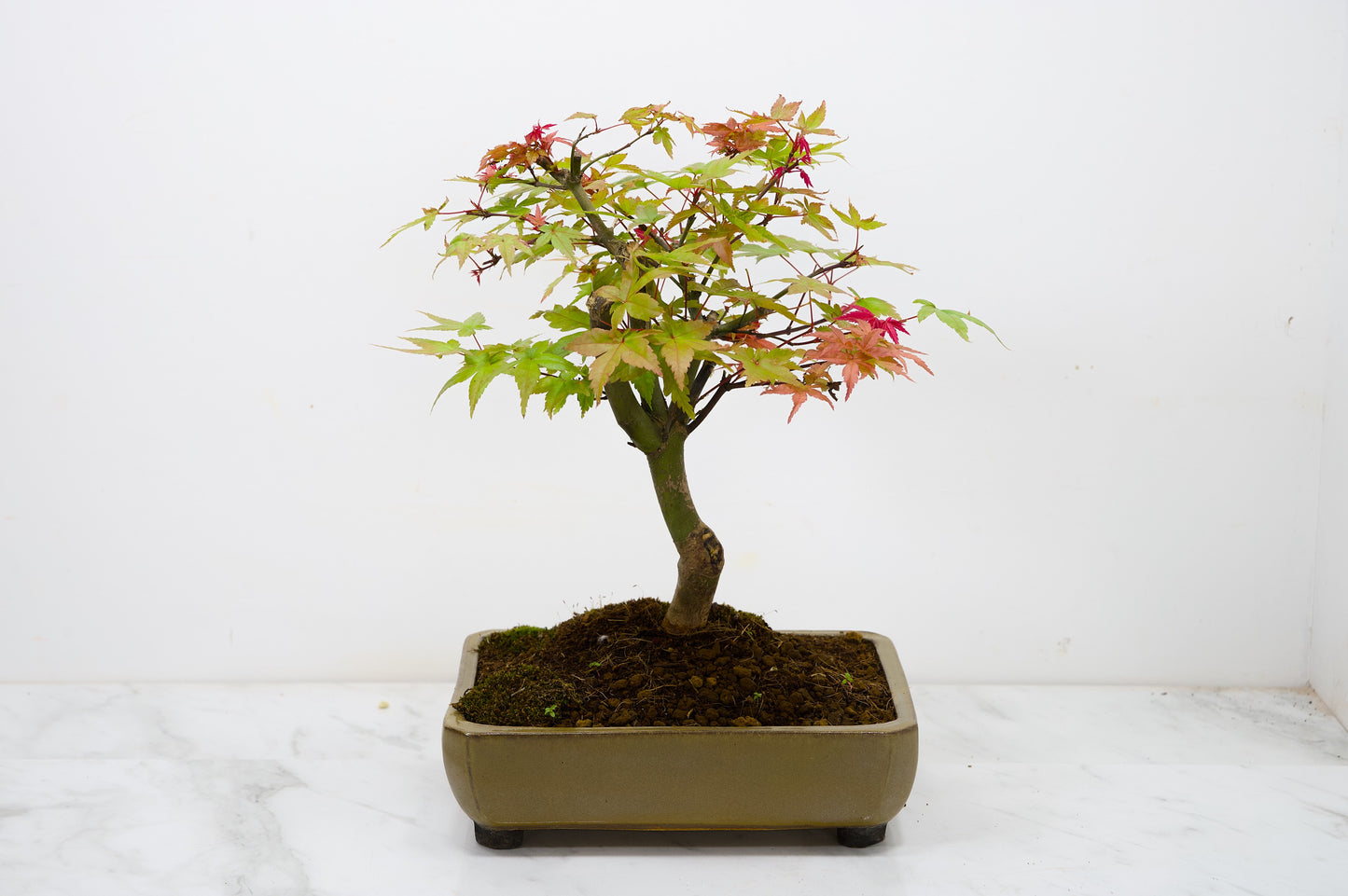 Deshojo Japanese Maple Bonsai+ Care Kit