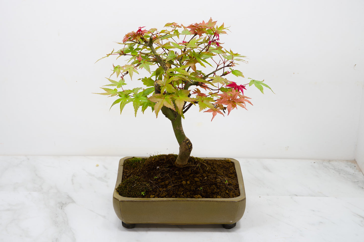 Deshojo Japanese Maple Bonsai+ Care Kit