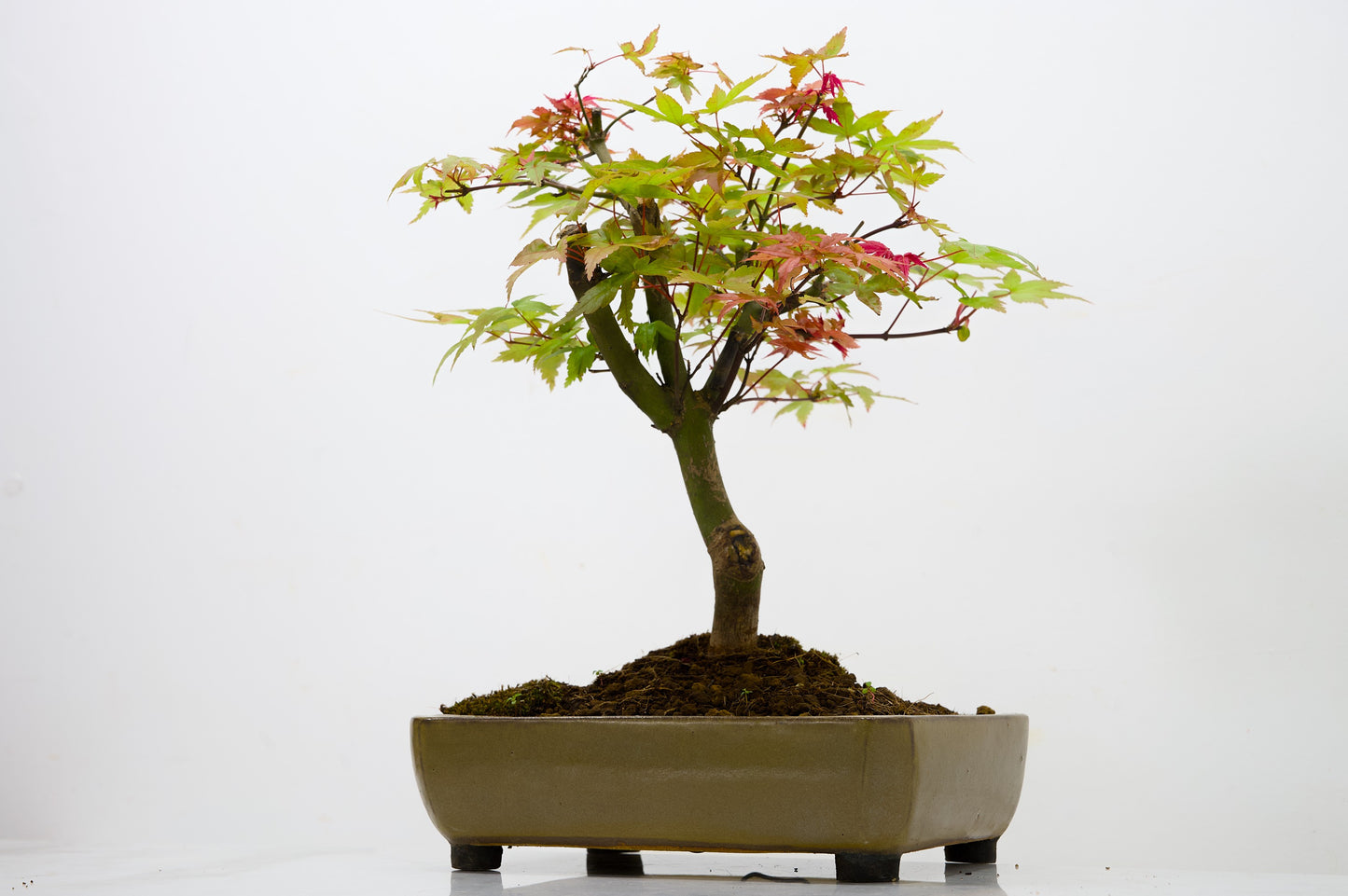 Deshojo Japanese Maple Bonsai+ Care Kit