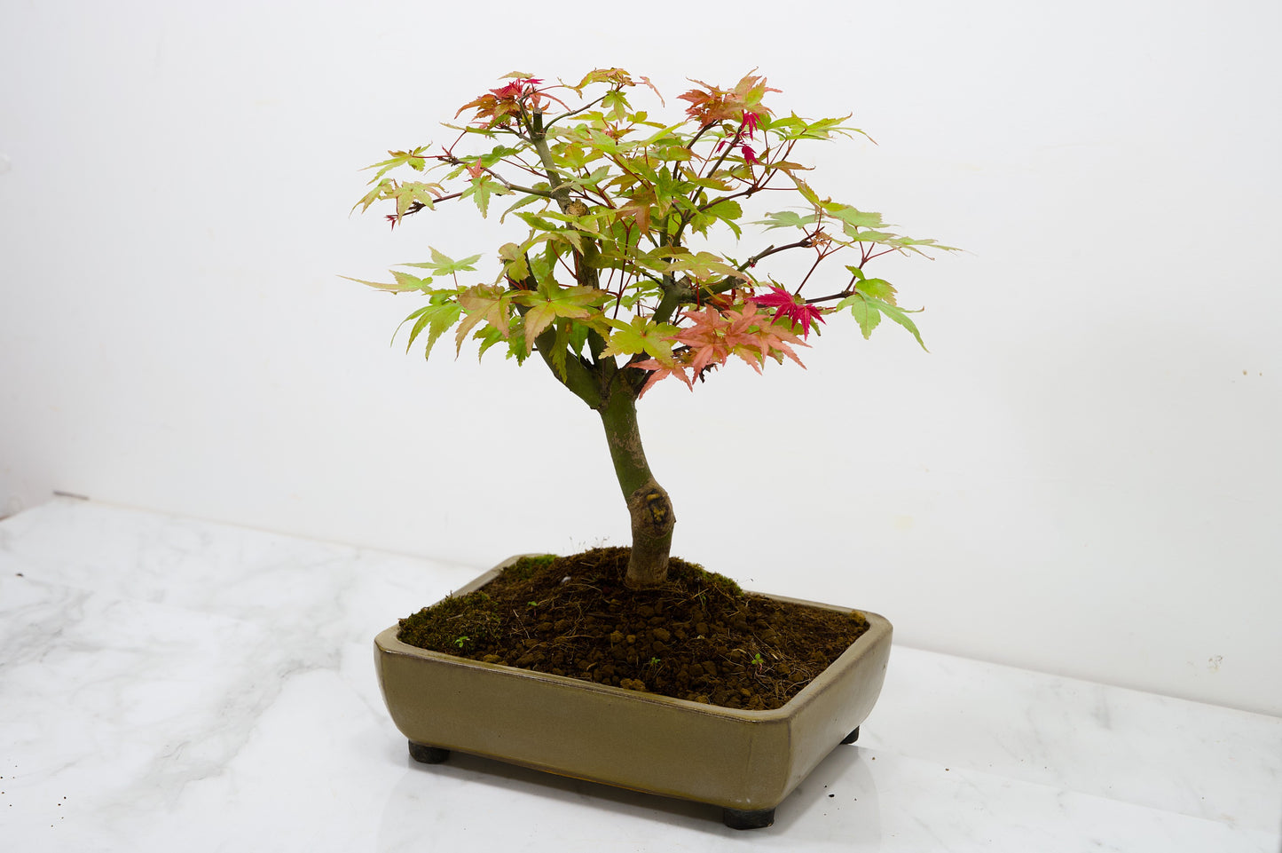 Deshojo Japanese Maple Bonsai+ Care Kit