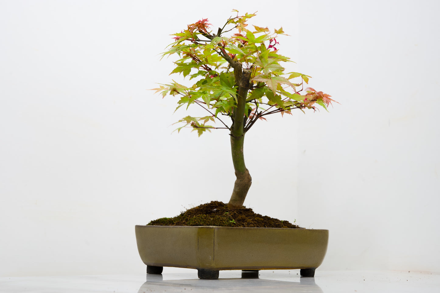 Deshojo Japanese Maple Bonsai+ Care Kit