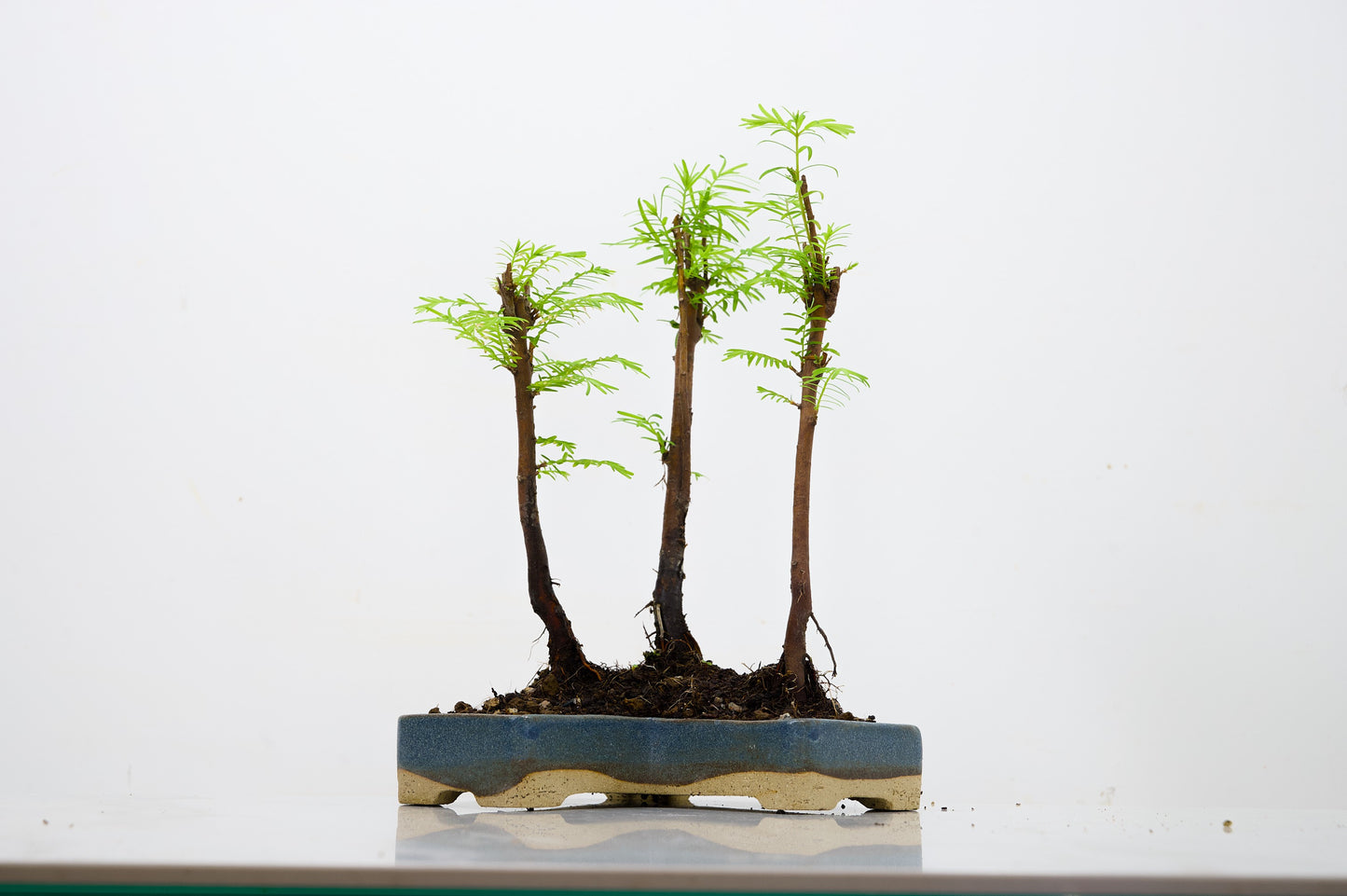 Dawn Redwood Bonsai 3 Tree Group